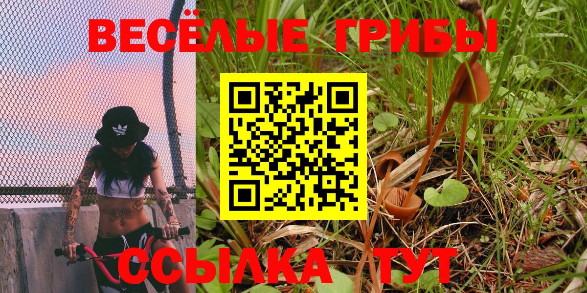 Кингисепп  Псилоцибиновые грибы Cubensis  цены   Вход с VPN 